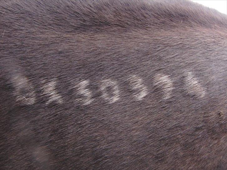 Traver Rabel  billede 17