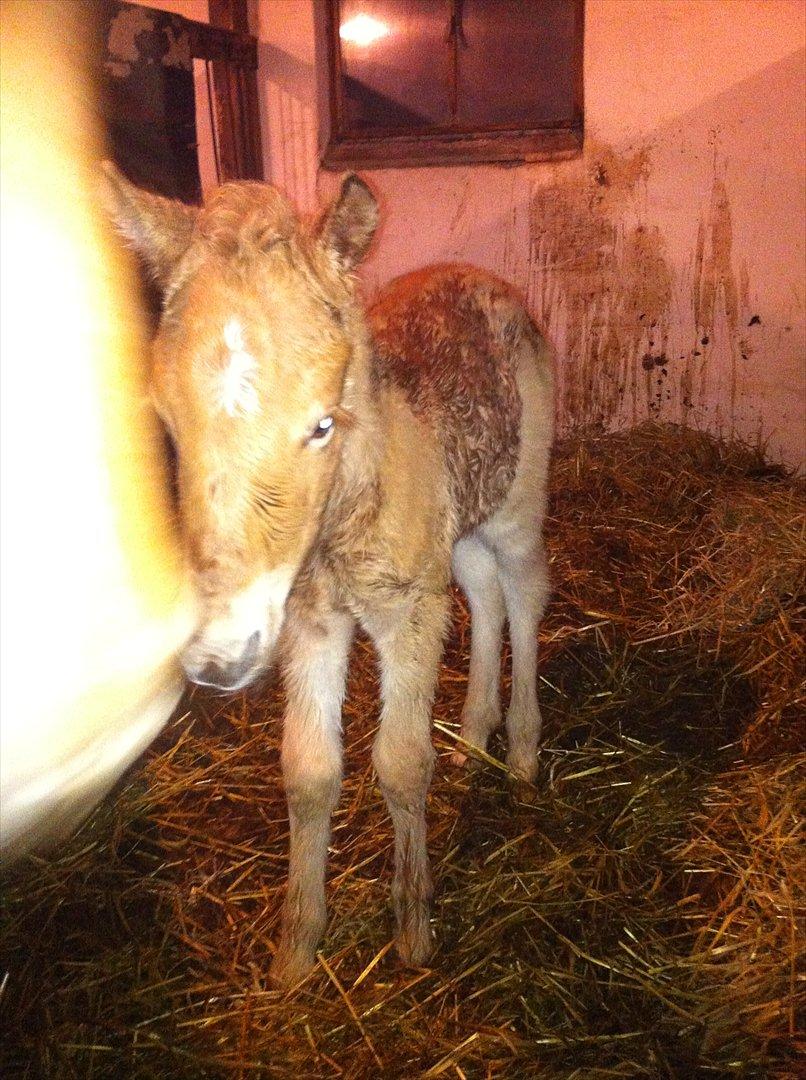 Anden særlig race Lille Virgil - Næsten lige kommet ud af mors mave. billede 5