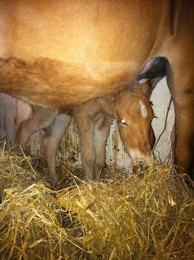 Anden særlig race Lille Virgil - Gemmer mig under moar.. billede 6