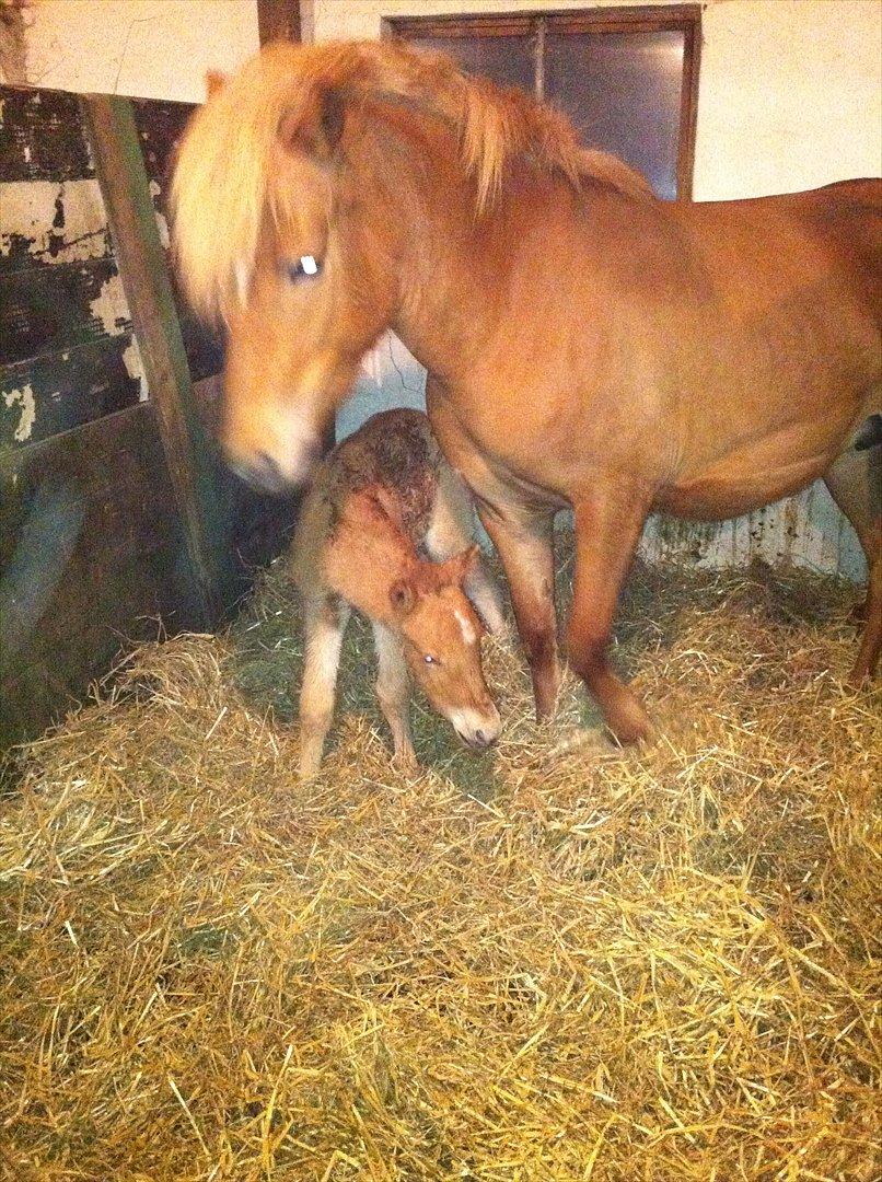 Anden særlig race Lille Virgil - Mor passer på mig :) billede 7