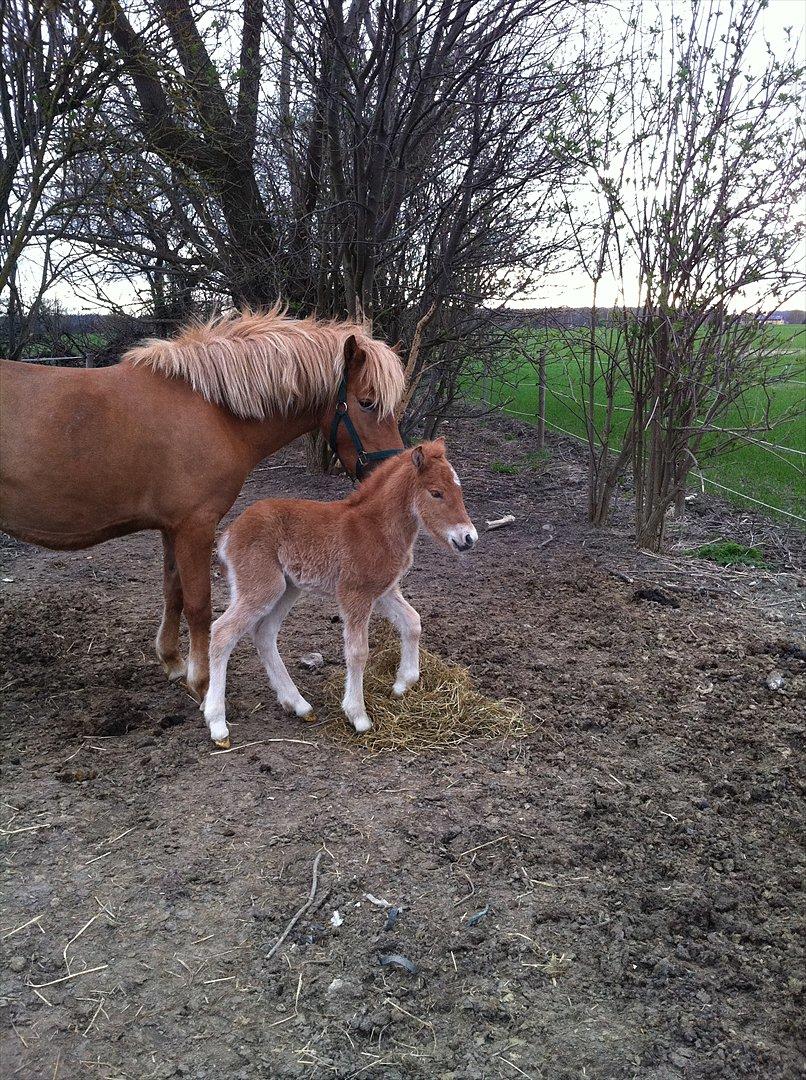 Anden særlig race Lille Virgil billede 9