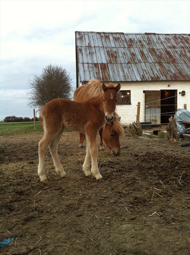 Anden særlig race Lille Virgil billede 10