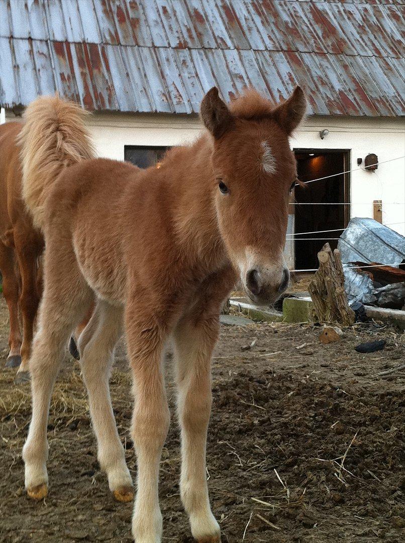 Anden særlig race Lille Virgil billede 11