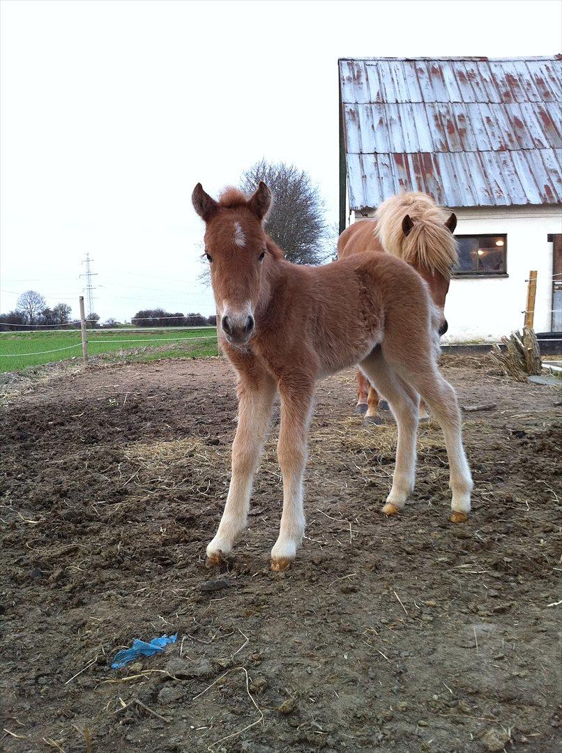 Anden særlig race Lille Virgil billede 12