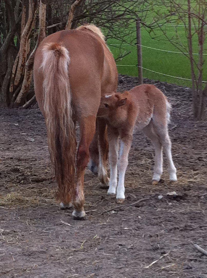 Anden særlig race Lille Virgil billede 13