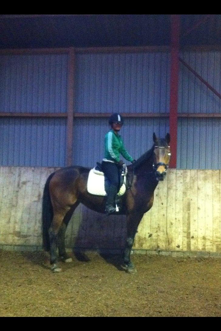 Holstener zarina - en god ride tur i ridehuset en lørdag eftermiddag:-) billede 3