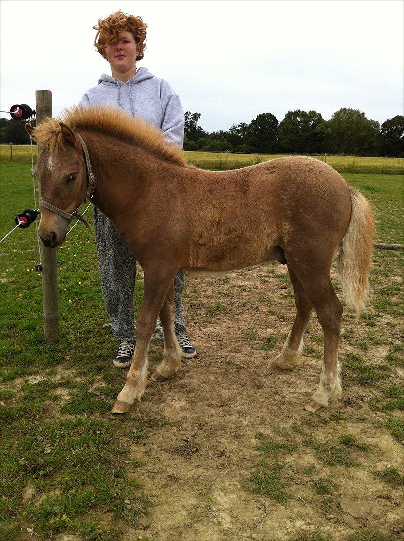 Anden særlig race Lille Virgil billede 4