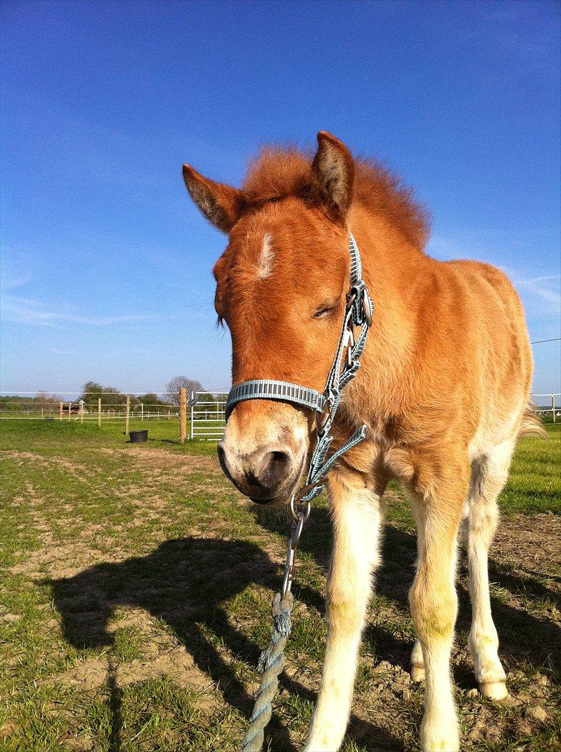 Anden særlig race Lille Virgil billede 15
