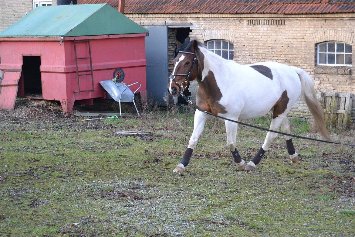 Anden særlig race Melanie - <3 
Foto: Mig billede 5