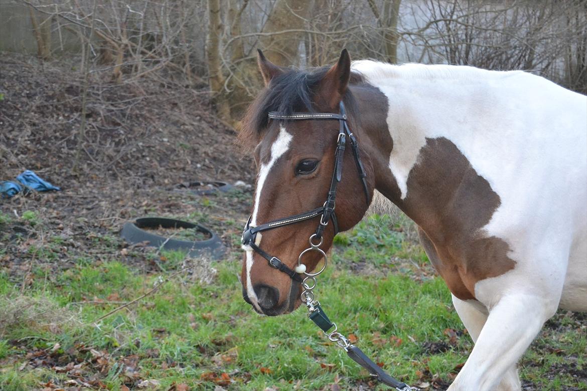 Anden særlig race Melanie - <3 
Foto: Mig billede 6