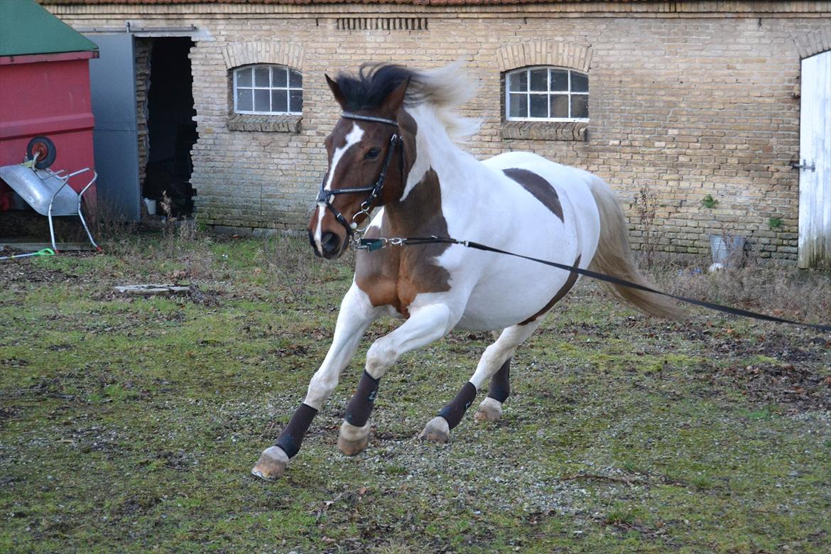 Anden særlig race Melanie - Galop <3 
Foto: Mig billede 7