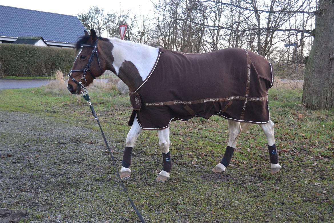 Anden særlig race Melanie - Så fiiin hun er <3 
Foto: Mig billede 8
