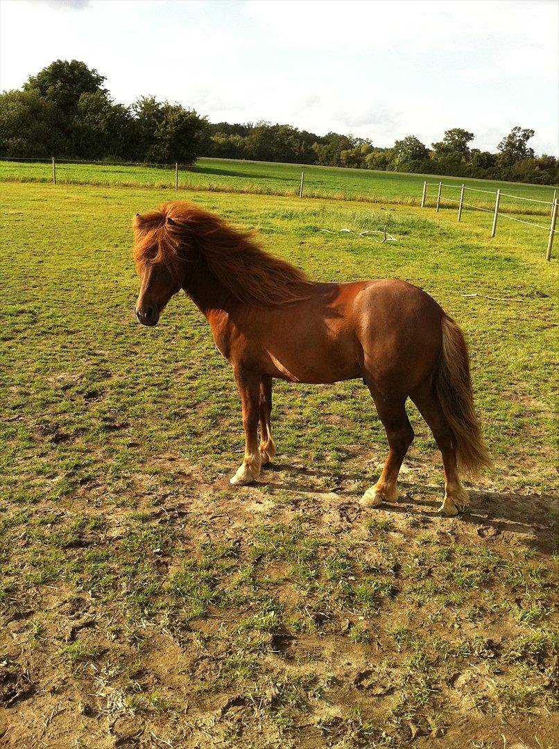 Anden særlig race Milan billede 1