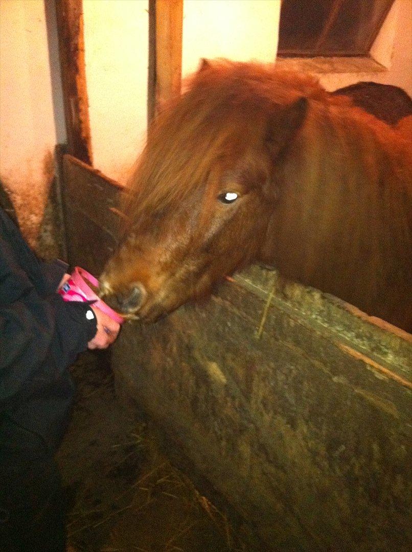 Anden særlig race Milan billede 3