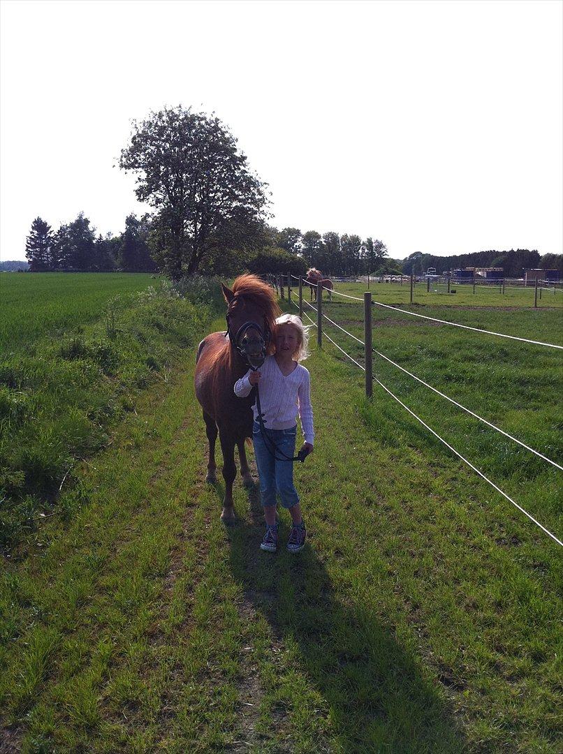 Anden særlig race Milan billede 4