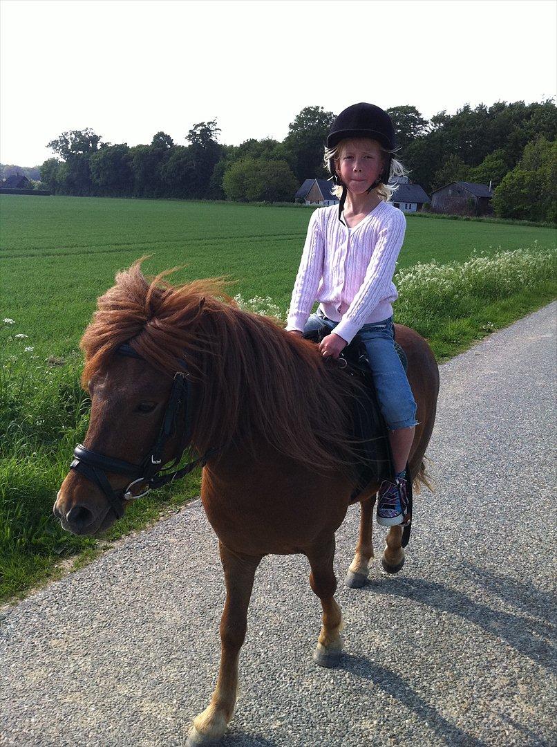 Anden særlig race Milan billede 5