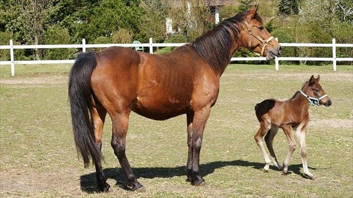 Traver Magic - mig og mooar billede 12