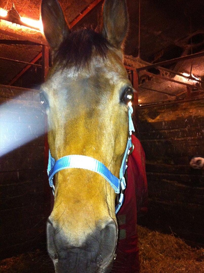 Holstener zarina - hej flotte :D billede 11