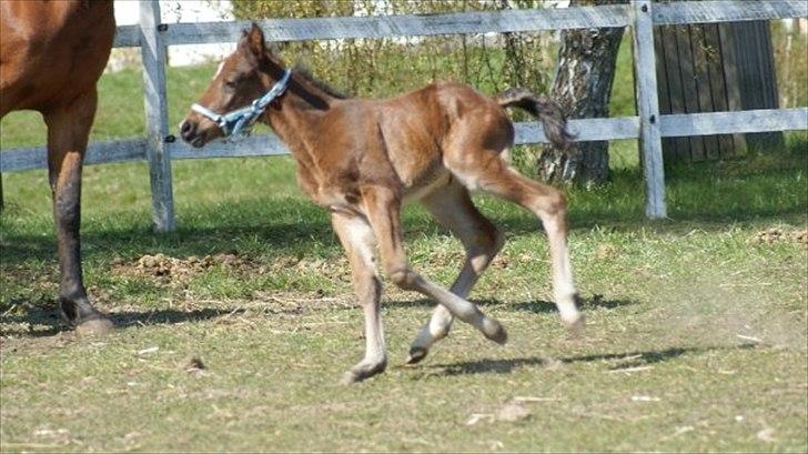 Traver Magic - Det går stærkt billede 13