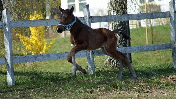 Traver Magic - Tjuhej hvor det går billede 14