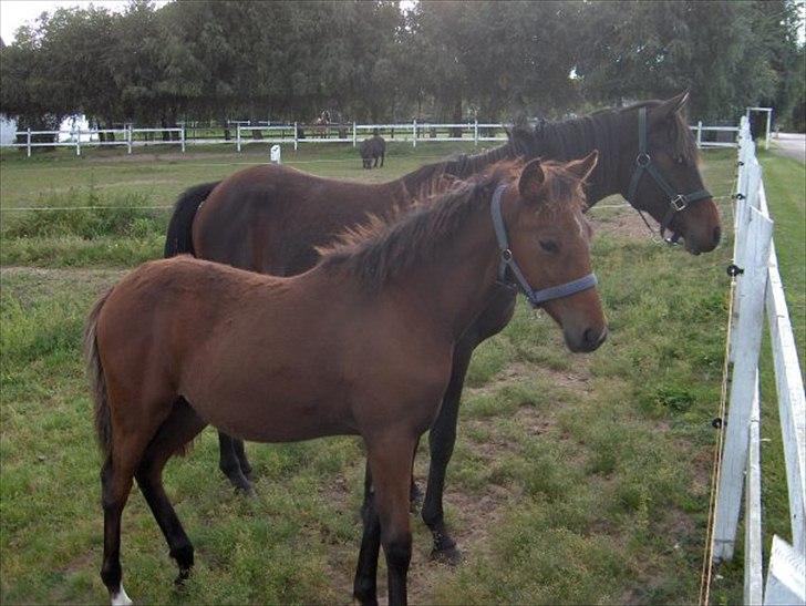 Traver Magic - mig et år billede 15