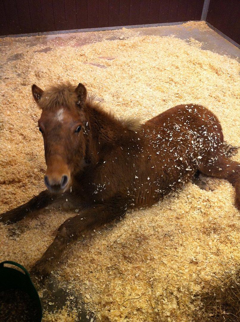 Anden særlig race Lille Virgil billede 1