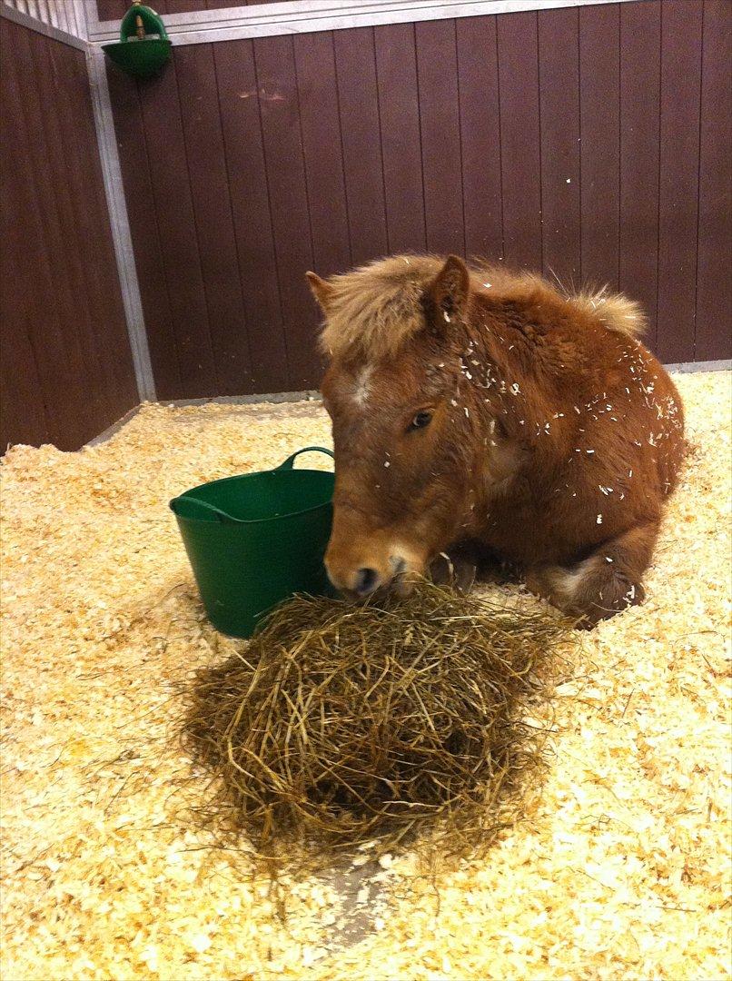 Anden særlig race Lille Virgil billede 2
