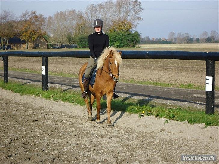 Anden særlig race Alfagjøf (Alfa) *Solgt* billede 6