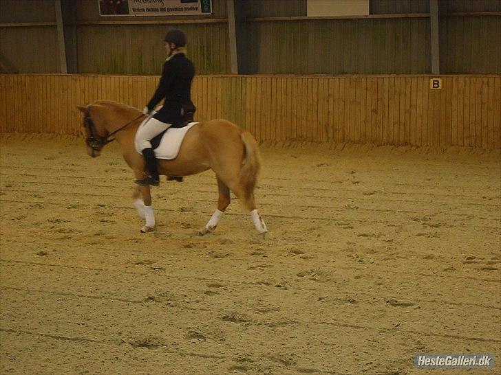 Anden særlig race Alfagjøf (Alfa) *Solgt* billede 7