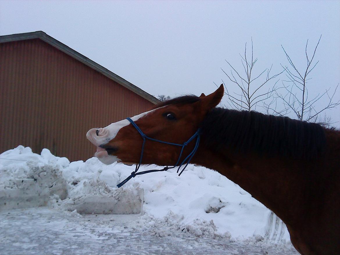 Anden særlig race Hedegårds My Precious billede 16