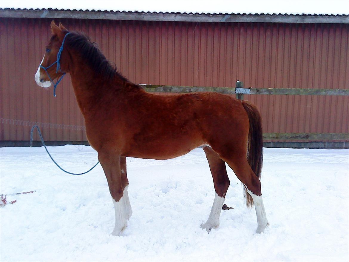 Anden særlig race Hedegårds My Precious billede 15