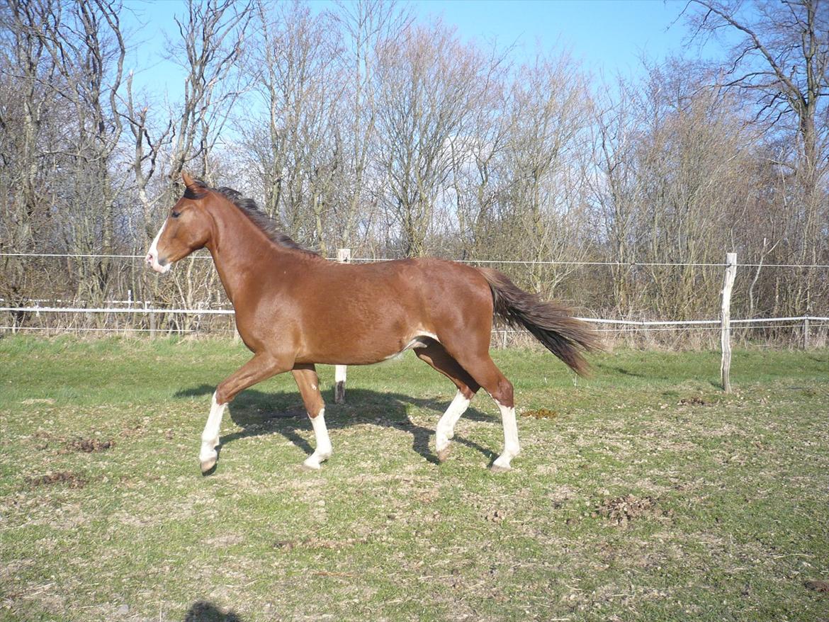 Anden særlig race Hedegårds My Precious billede 18