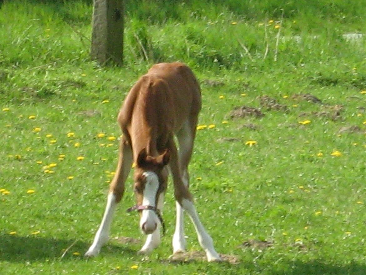 Anden særlig race Hedegårds My Precious - Under 1 uge gammel.. billede 11