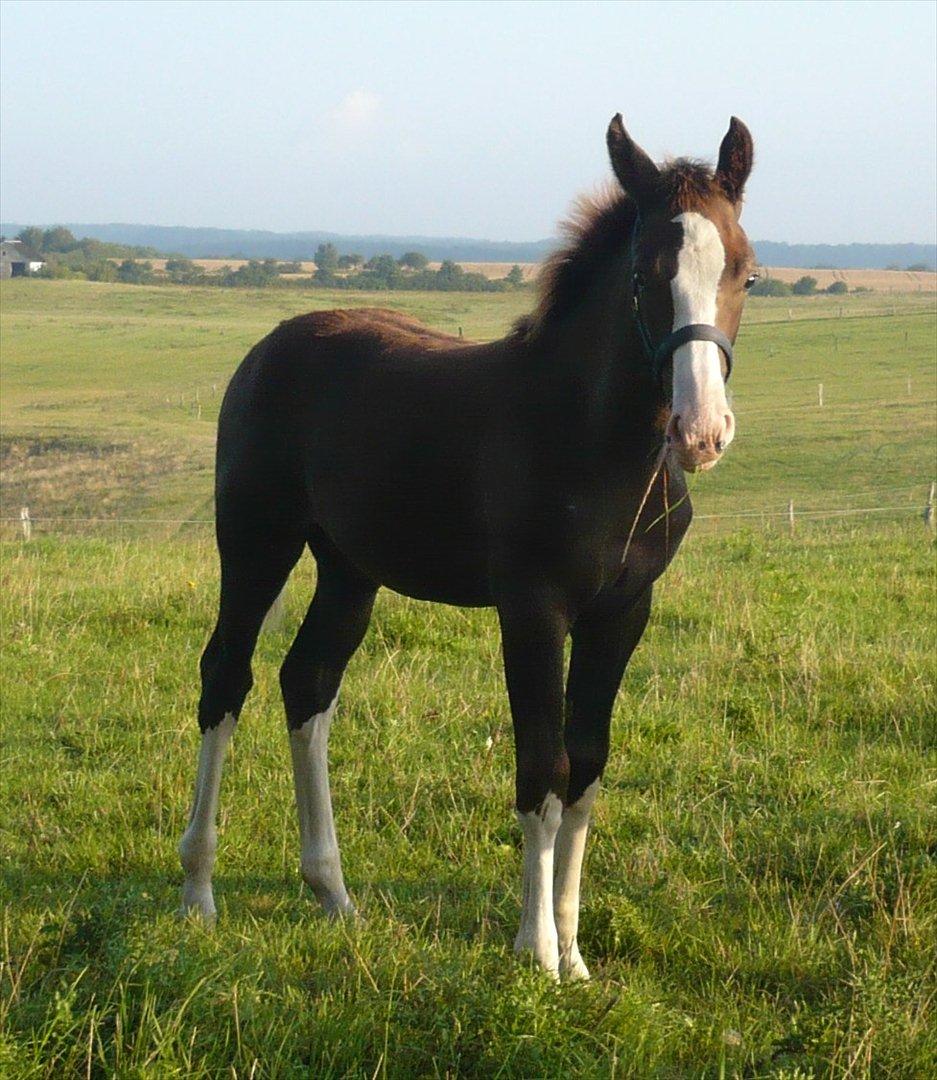 Anden særlig race Hedegårds My Precious billede 13