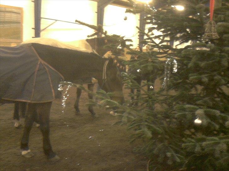 Hollandsk Varmblod KWPN † Cea † - 7) et fint juletræ :0) spændene billede 9