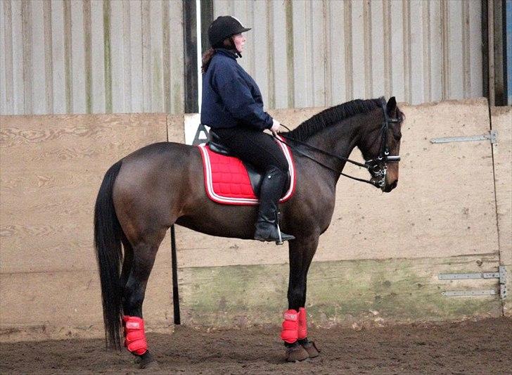 Traver Matasja CN *Natascha* - TAGET AF CHS PHOTO billede 18