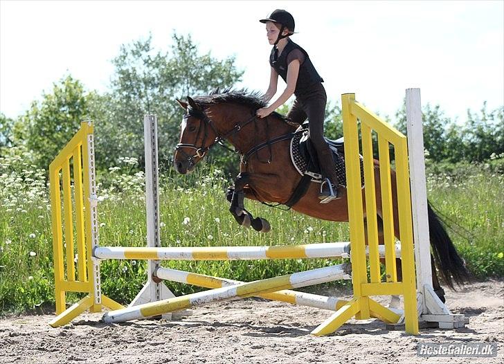 Welsh Pony (sec B) Amigo Ferrari min elskede savnet solgt - trenning billede 19