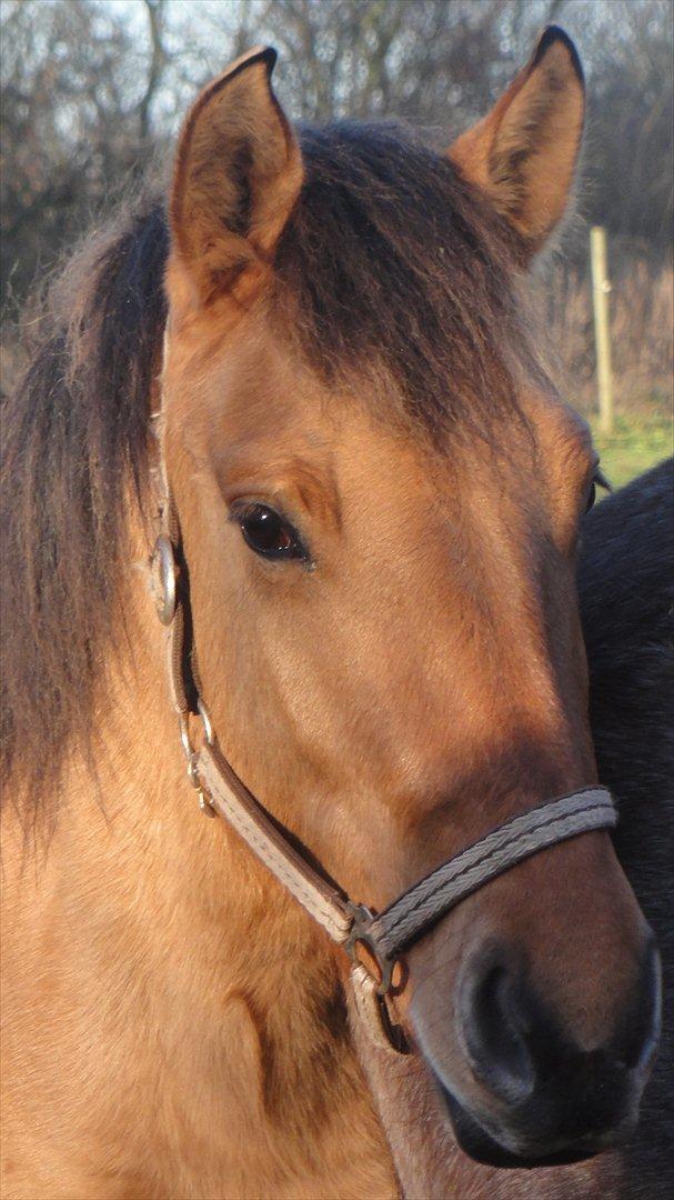 Anden særlig race Mon Chéri - Min skønne søde, blide, frække Mon Cheri <3 * <3 * <3 * <3 billede 5