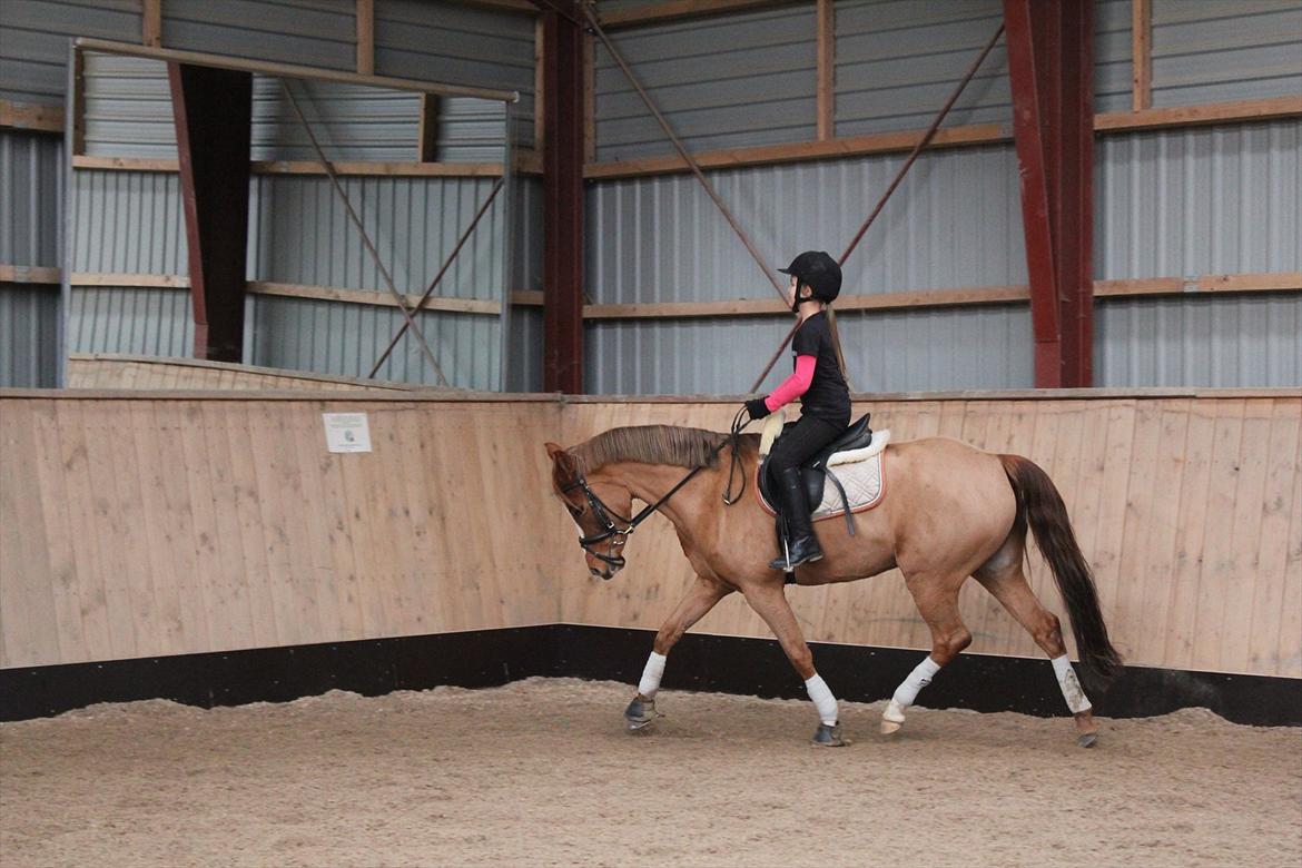 Anden særlig race tranegildes Obtain billede 3