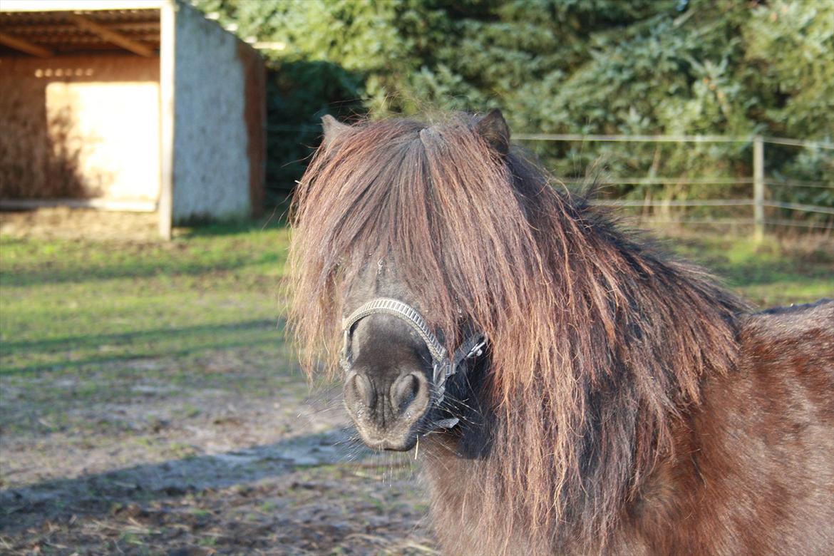 Shetlænder Trunte   #SOLGT# - Feb. 2012 billede 1