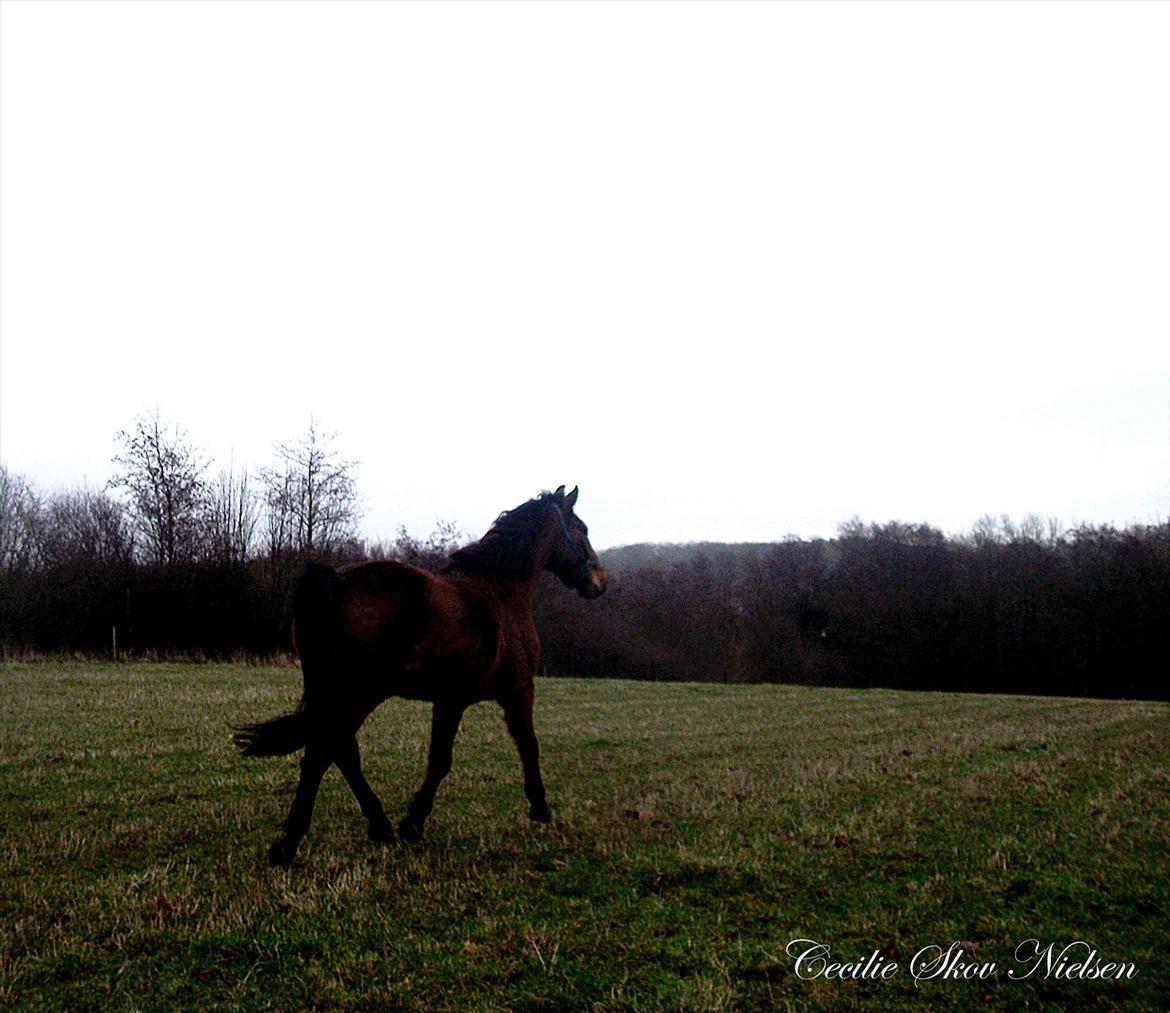 Anden særlig race Epoke  billede 9