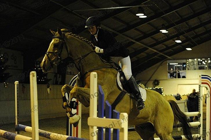 Dansk Varmblod Canton "R.I.P" billede 7