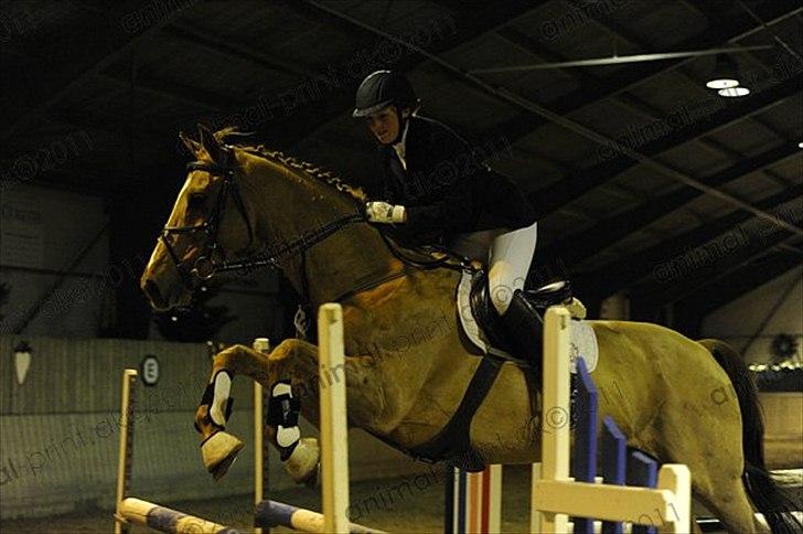 Dansk Varmblod Canton "R.I.P" billede 8