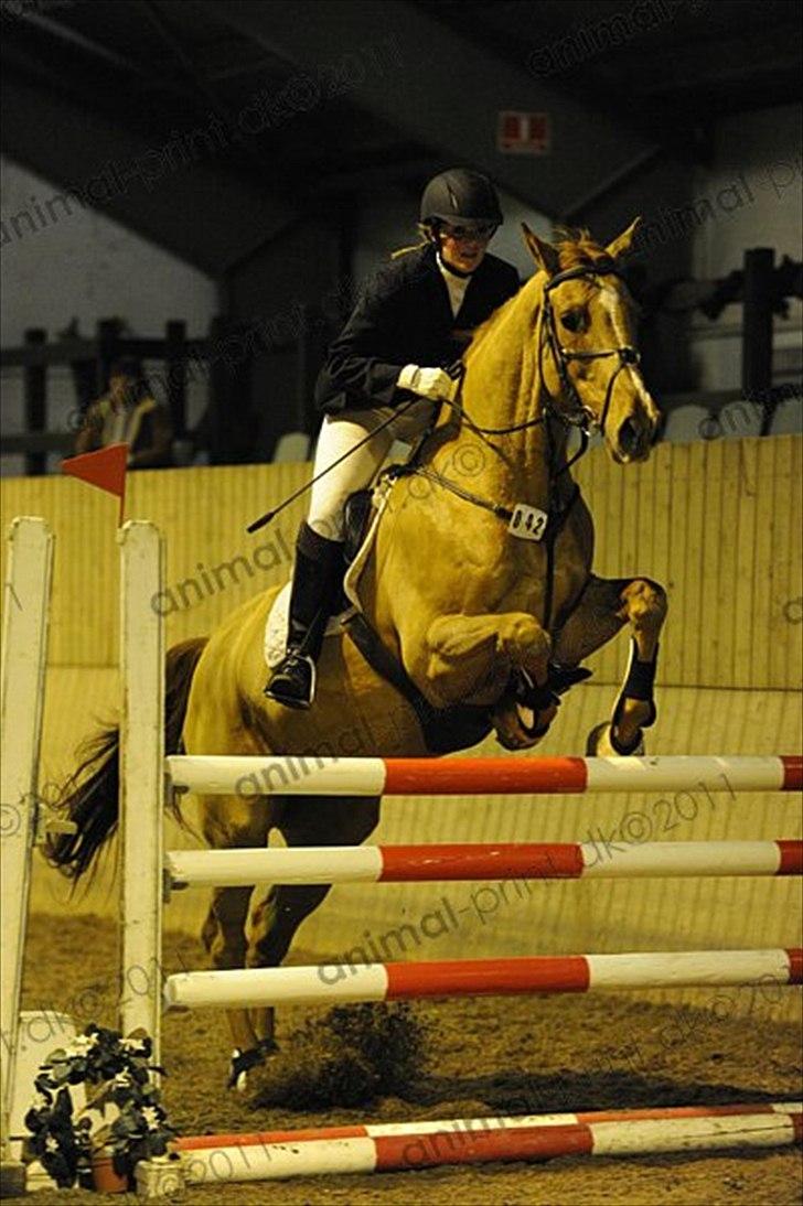 Dansk Varmblod Canton "R.I.P" billede 9