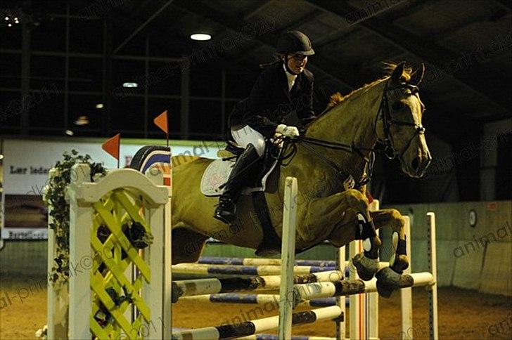 Dansk Varmblod Canton "R.I.P" billede 10