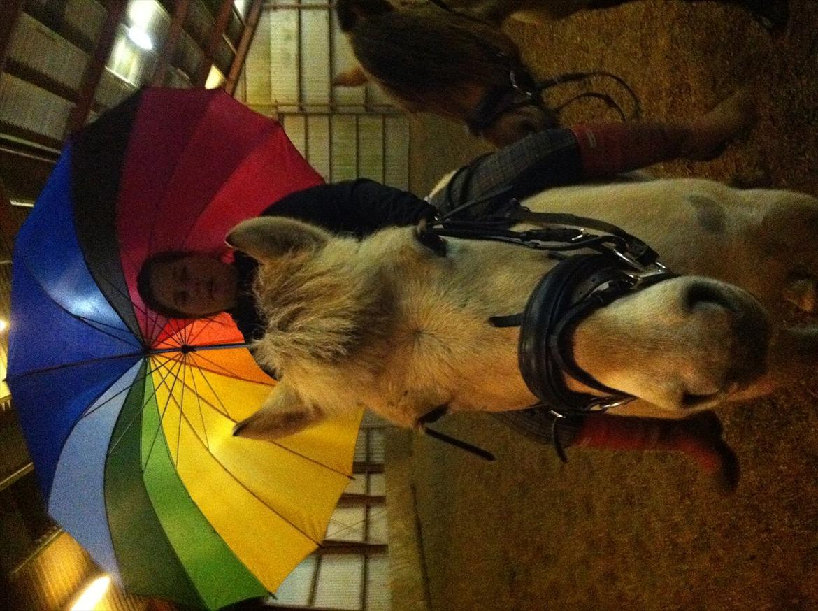 Fjordhest MIster smask billede 8