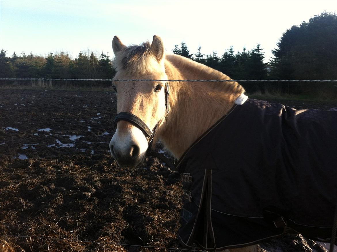 Fjordhest MIster smask billede 9