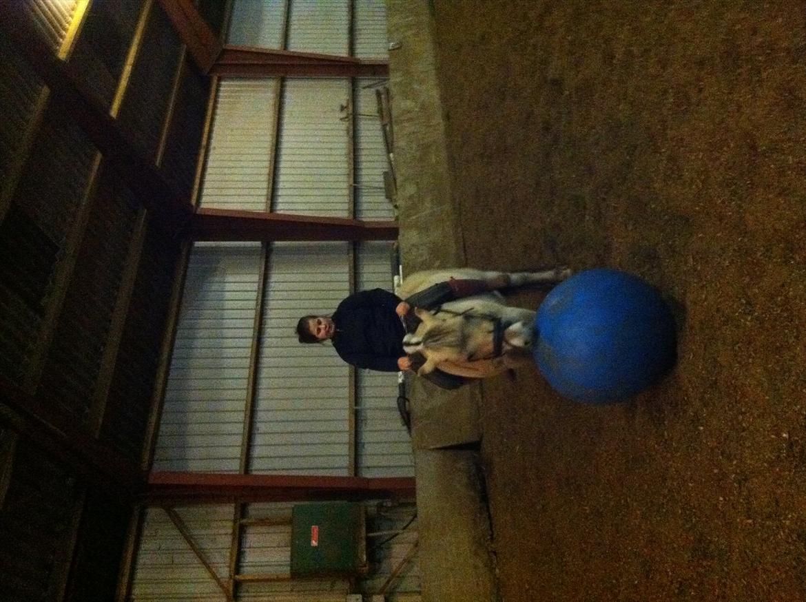 Fjordhest MIster smask billede 10