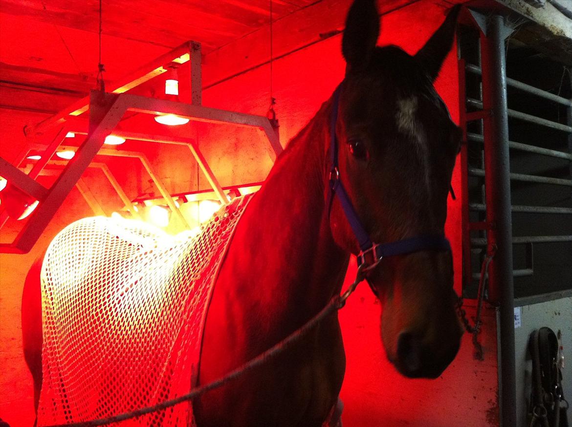 Anden særlig race Sunny -min solstråle<3 - solarie sunny <3 billede 6