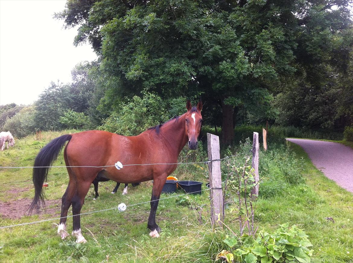 Anden særlig race Sunny -min solstråle<3 - Sunny på sommergræs 2011 billede 8